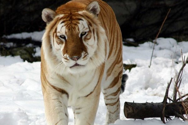 Кракен продажа наркотиков